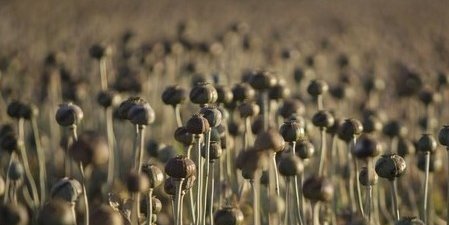 افغانستان؛ افیون او ښځینه جنسي وسواس