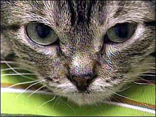 local/cache-vignettes/L320xH240/3558818_320X240-665ce04c-1db48.jpg?1769369211