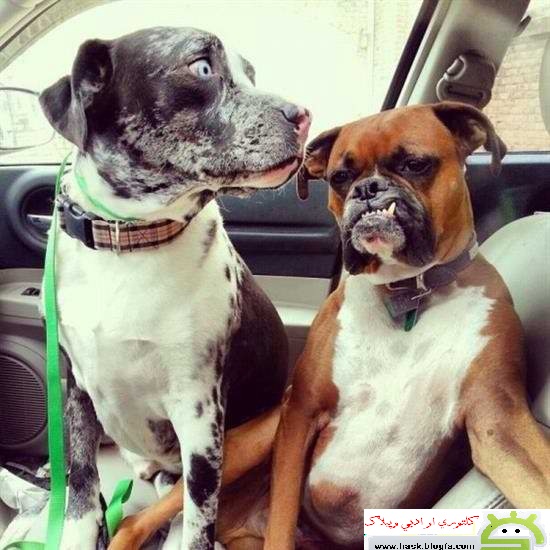 local/cache-vignettes/L550xH550/D8AF-D8A7D988D98-01235eed-f767d.jpg?1769351256